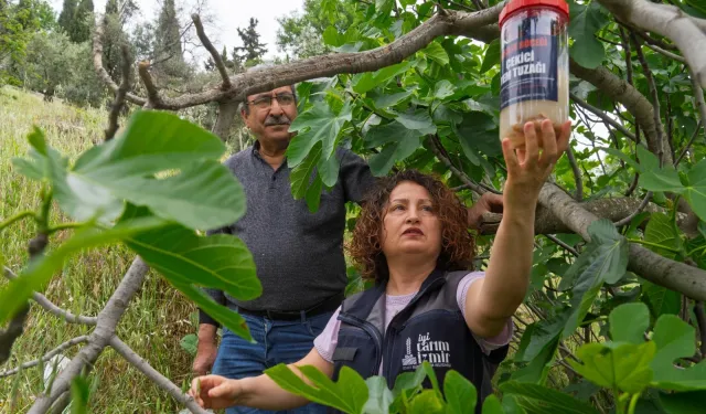 İncirde kalite kaybına karşı İzmir'de doğal mücadele