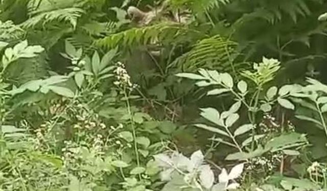 İnegöl Saadet Mahallesi'nde ormanlık alanda yavru ayı görüntülendi