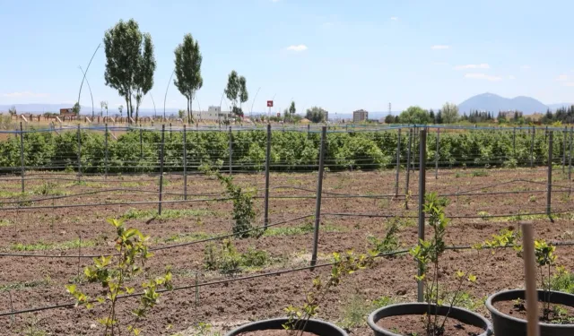 Kayseri Kocasinan'da 60 bin fideli tarımsal üretim