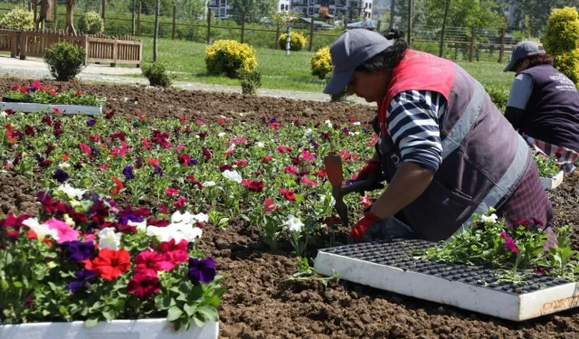 Ordu'nun çiçekleri Büyükşehir seralarında üretiliyor