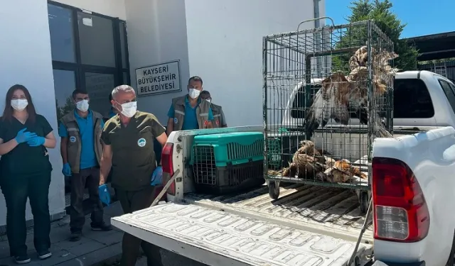 Kayseri Büyükşehir 35 yaban kuşunu doğaya kazandırdı