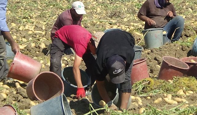 İnegöl'de Patates Hasadı Başladı! Bu yıl fiyatlar yüksek