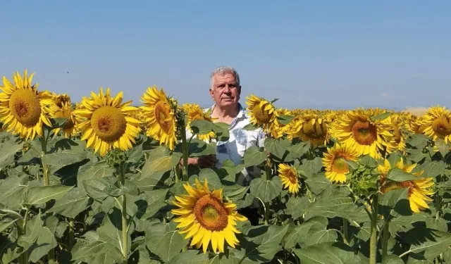 Ayçiçeği ve pirinç ithalatına Edirne'den tepki