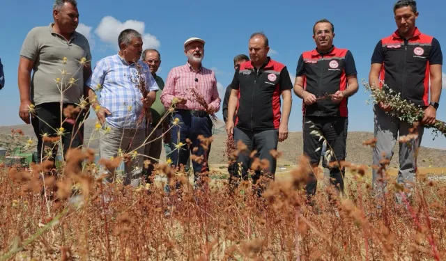 Kayseri Kocasinan karabuğdayın ilk hasadını yaptı