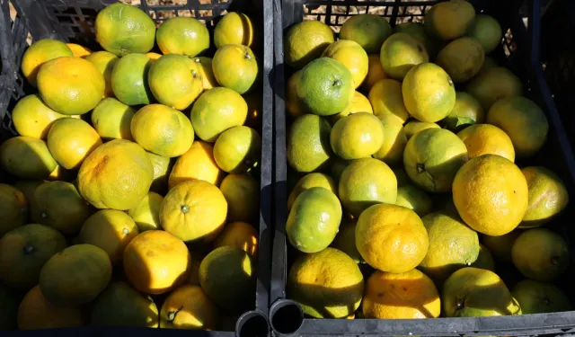 Satsuma mandalinada ihracat zamanı