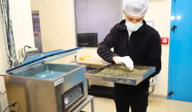 Tarladan Türkiye'ye Ormanya imzası... Tıbbi ve aromatik bitkiler değer kazanıyor