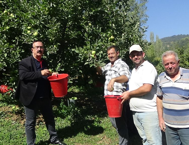 Bursa İnegöl'de Elma Hasadı Başladı!