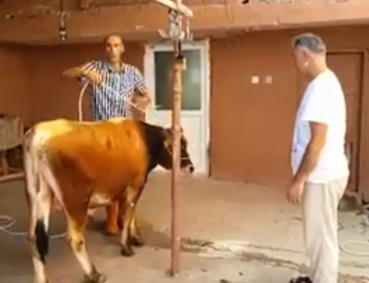 Kurban yatırma teknikleri! Kurbanlık hayvan nasıl yatırılır?