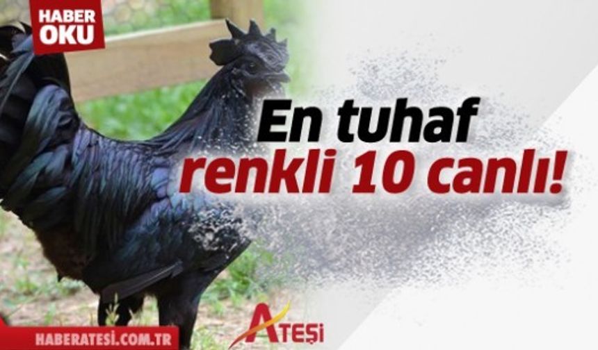 En tuhaf renkli 10 canlı!