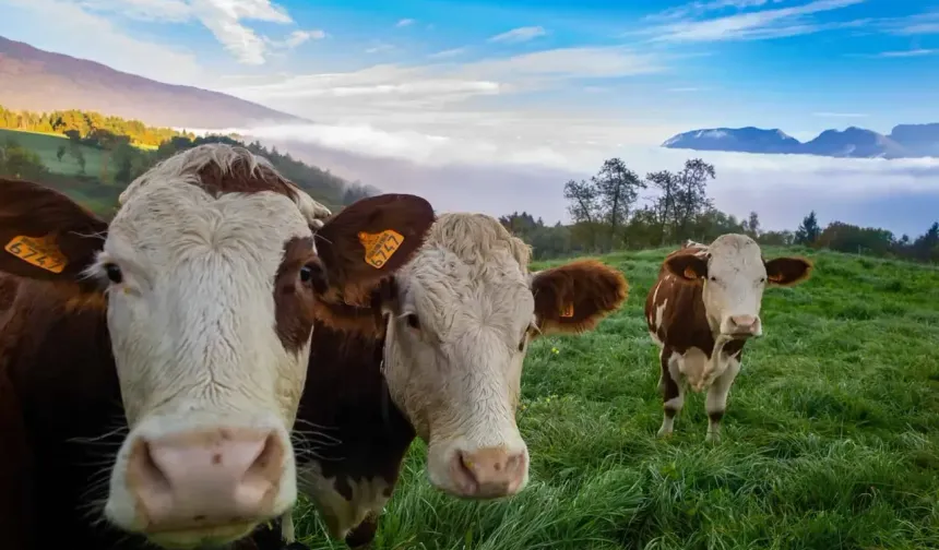 Vekaletle Kurban kesim bedelleri açıklandı!