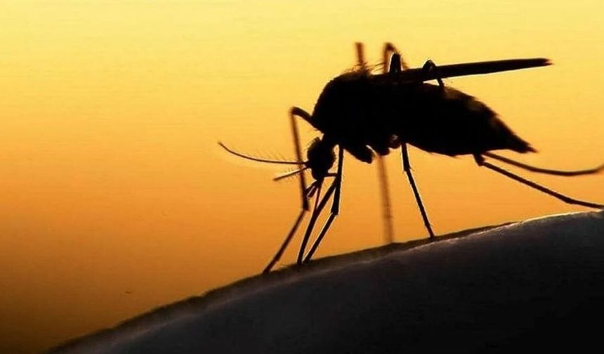 Yaz geceleri için formül: Sadece pencere önüne yerleştirmek yetiyor