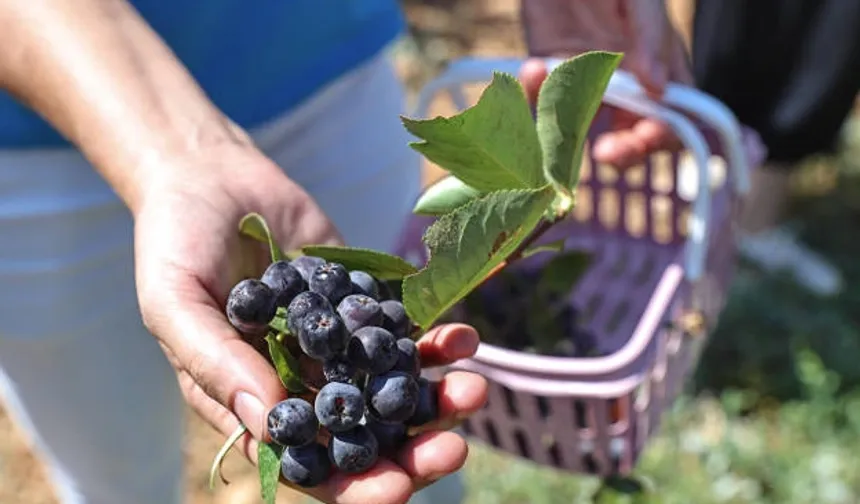 Antalya’da yerelden kalkınma! Beğiş’te üretici kazandı