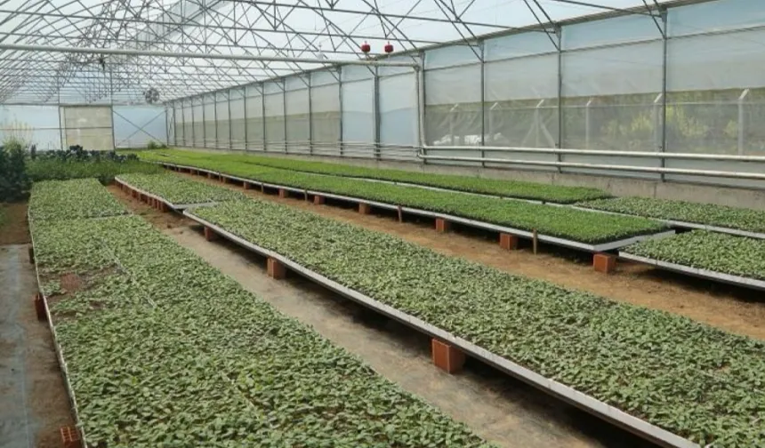 Ordu’da 4,5 milyon fideyle üretim seferberliği