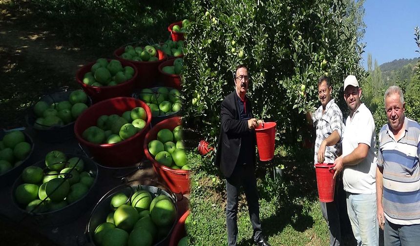 Bursa İnegöl'de Elma Hasadı Başladı!
