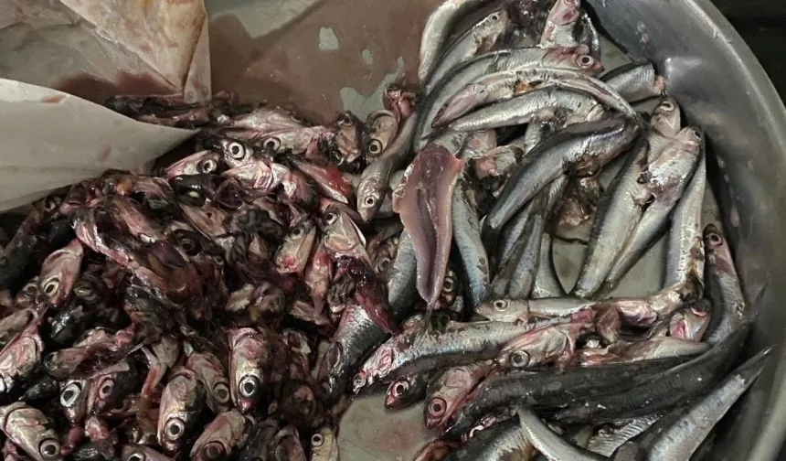 Akçakoca'da balık alan vatandaş poşetten çıkanlara şaşırdı!