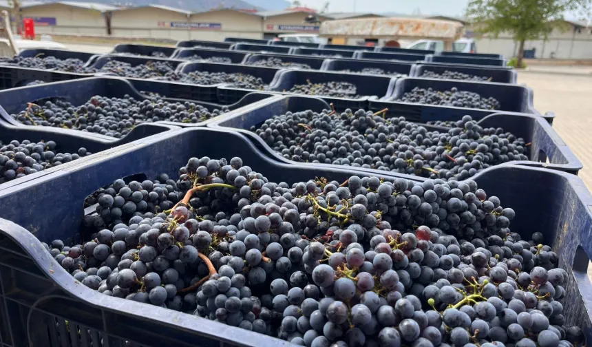 Muğla Büyükşehir'den bağcılığa modern dokunuş