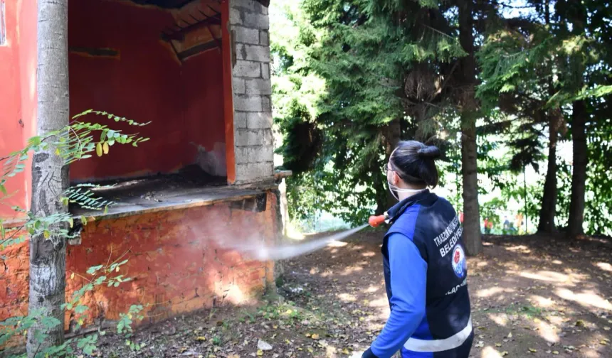 Trabzon'da tarım zararlısına karşı yoğun ilaçlama