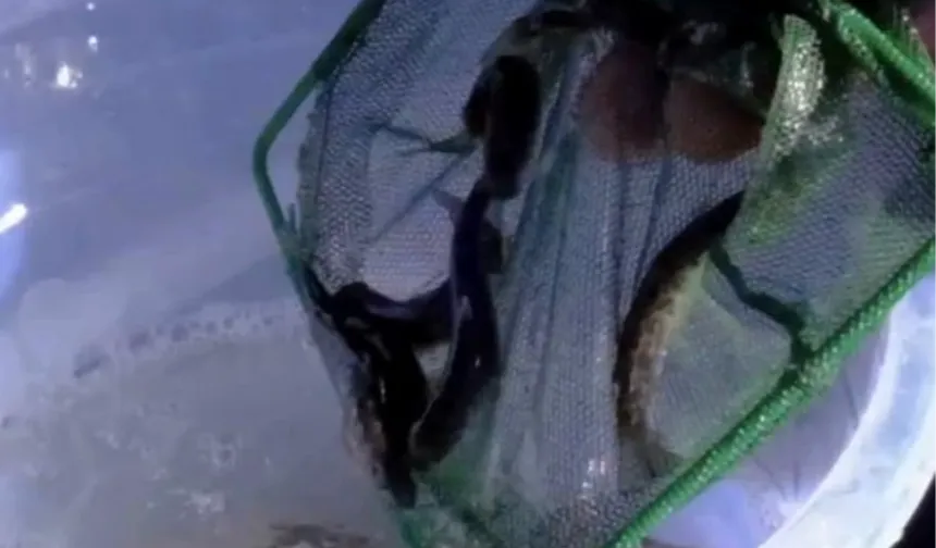 Kastamonu dereleri kırmızı benekli alabalıklarla yeniden can buldu