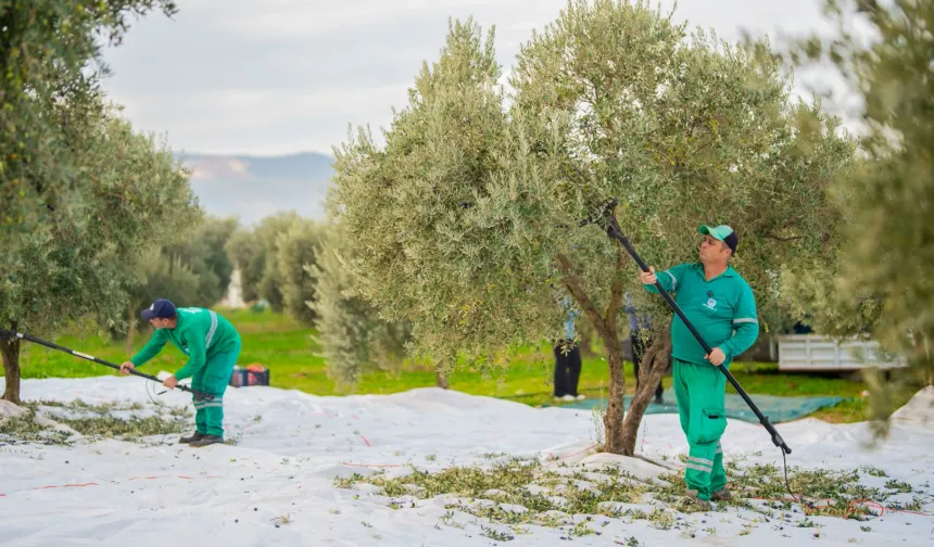 Muğla'da Milas Belediyesi zeytin hasadına başladı
