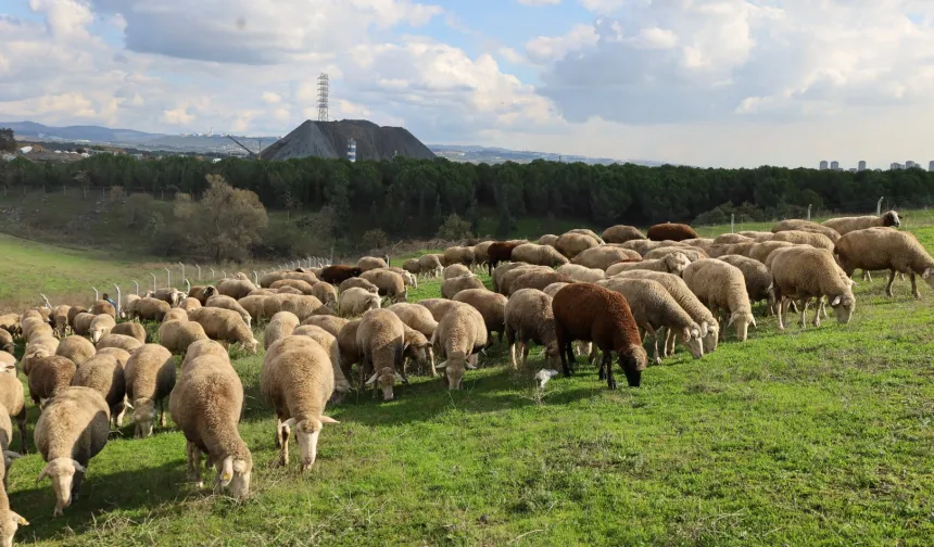 Kocaeli'de damızlık koç desteğiyle kuzulama oranları artıyor... Sürüler güçlendi, verim arttı
