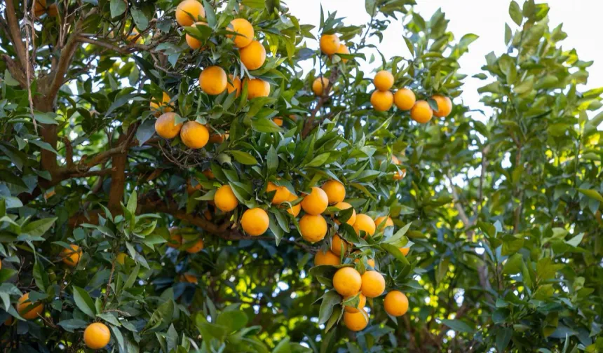 Mersin Kan Portakalı coğrafi işaret tescili aldı