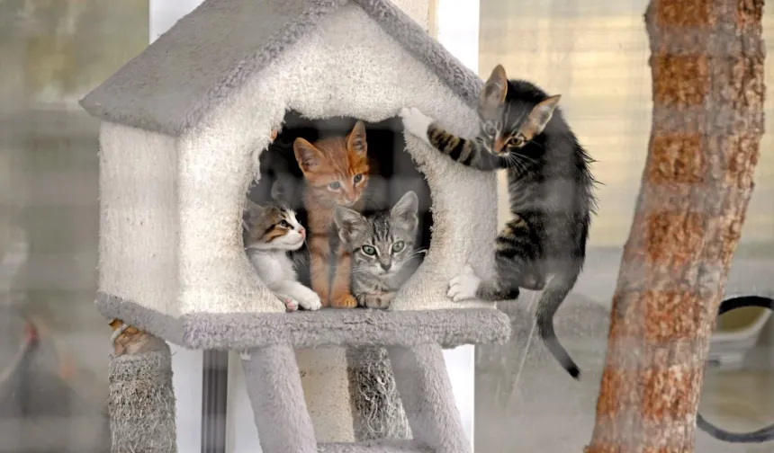 Can dostların kalbi Bursa Osmangazi'de atıyor