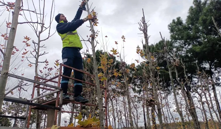 On binlerce bitki Kocaeli fidanlığında yetişiyor