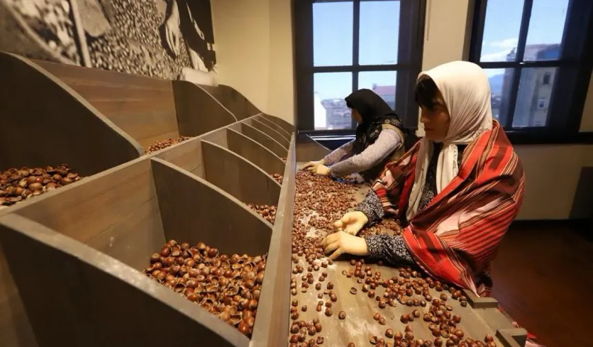 Türkiye'nin ilk fındık müzesi yoğun ilgi görüyor