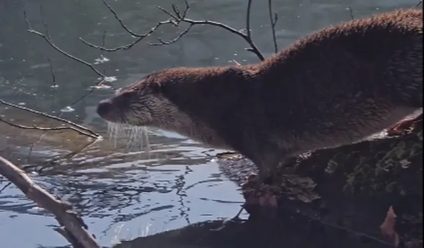 Yedigöller'de nesli tehlike altında olan su samuru görüntülendi