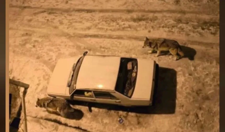 Yoğun kar sonrası kurtlar şehir merkezine indi