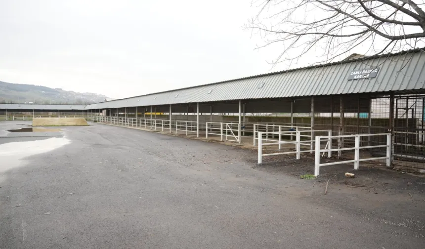 Bursa Yenişehir'de canlı hayvan pazarı yeniden açıldı