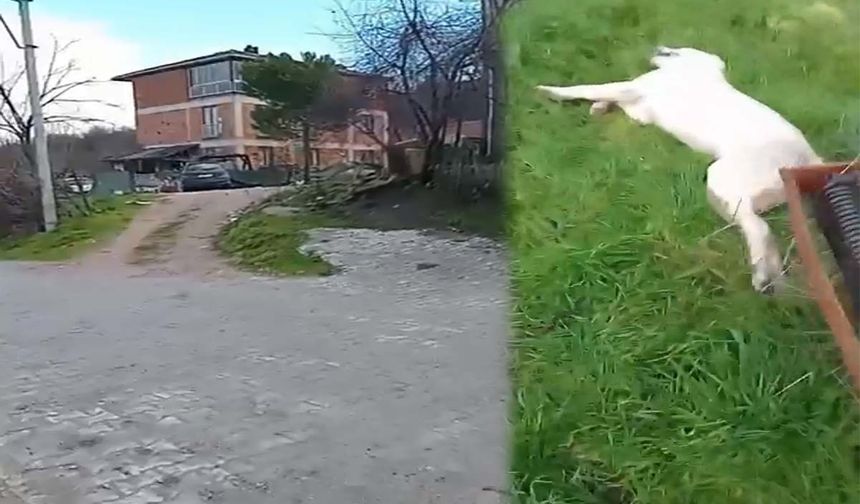 İnegöl'de tavukları kovalayan sokak köpeğini vurdu!