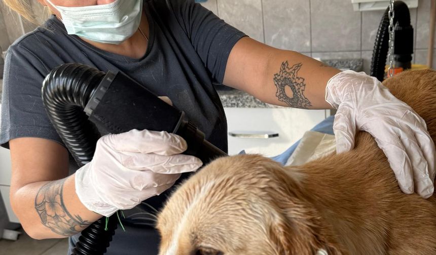 Köpek öldürülmesine İnegöl Kent Konseyi'nden sert tepki!