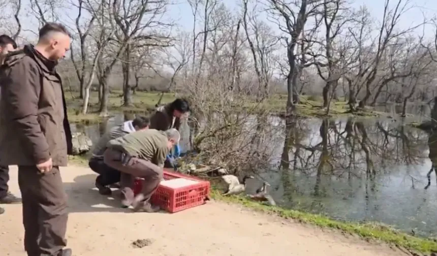 Bursa Karacabey'de yaban hayata özgürlük