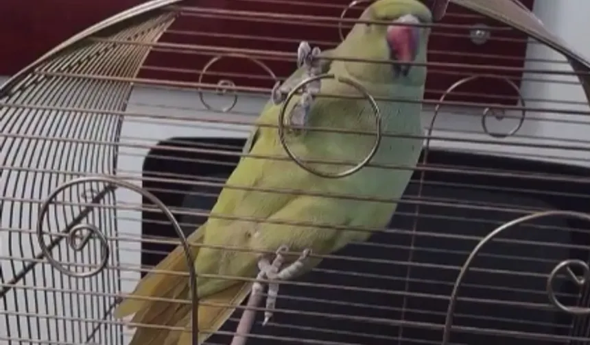 Bursa'da kaçak hayvan ticareti denetim