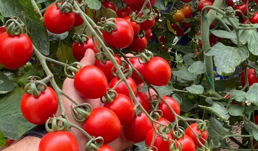 Balıkesir'de zincir markete 'fahiş fiyat' incelemesi