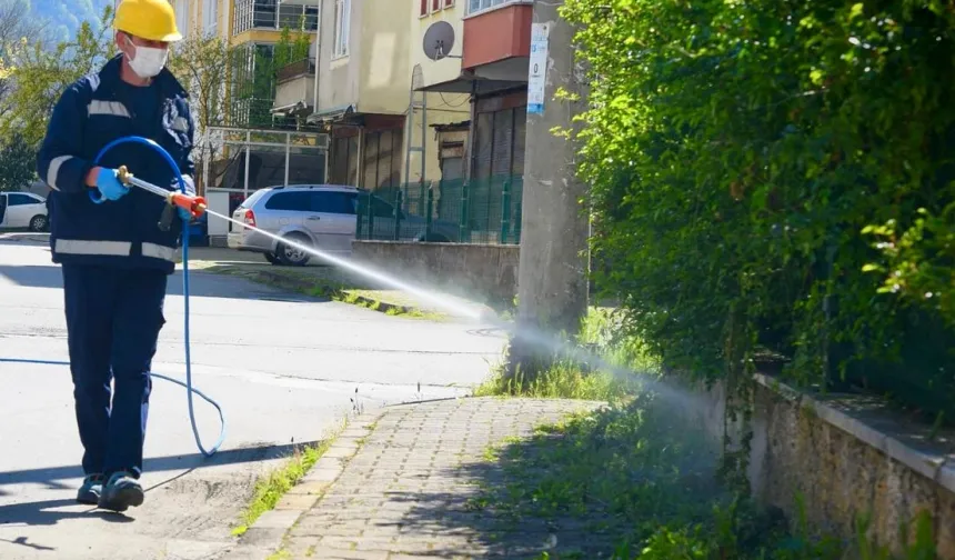 Bu ili kokarcalar istila etti!