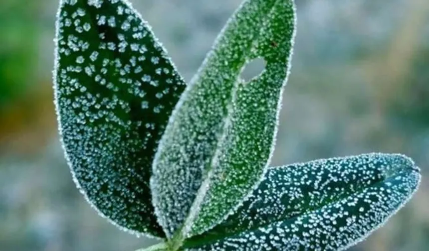 Bursa'dan zirai don uyarısı!