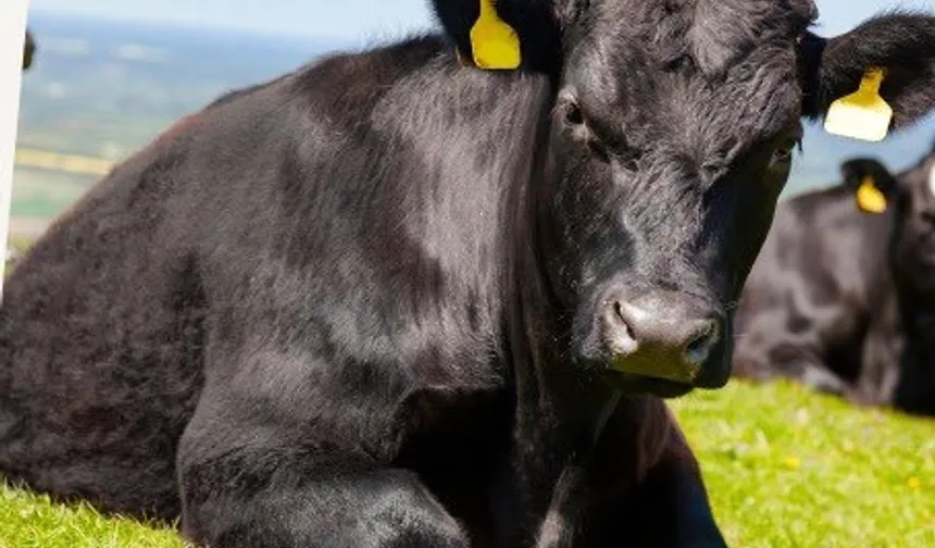 'Kırsalda Bereket'te 9. etap... Gebe düve dağıtımları başlıyor