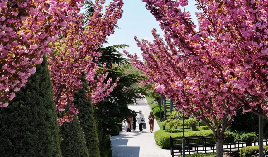Bu manzara için Japonya'ya gitmenize gerek yok! Konya'da Sakura mevsimi başladı