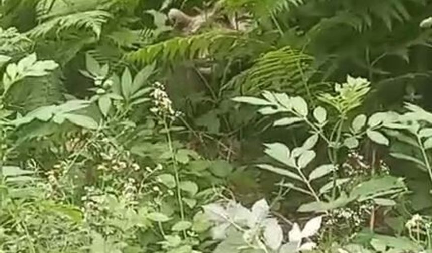 İnegöl Saadet Mahallesi'nde ormanlık alanda yavru ayı görüntülendi