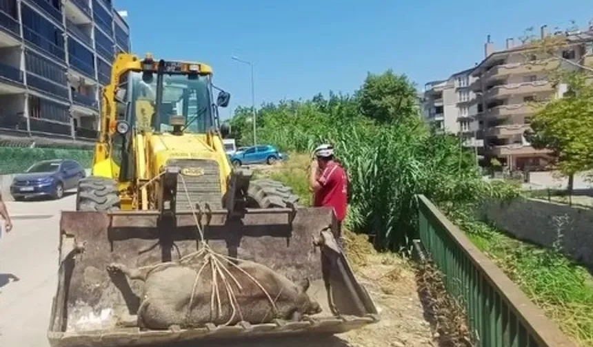 Mudanya Güzelyalı'da derede ölü yabani hayvan bulundu