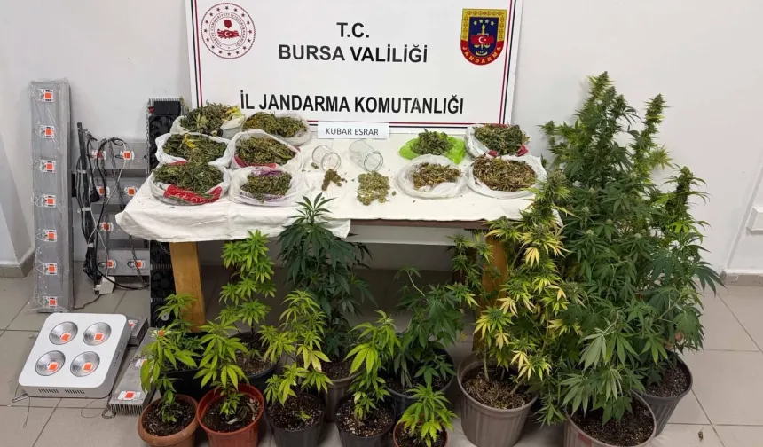İnegöl'de kenevir ve yüklü miktarda esrar ele geçirildi