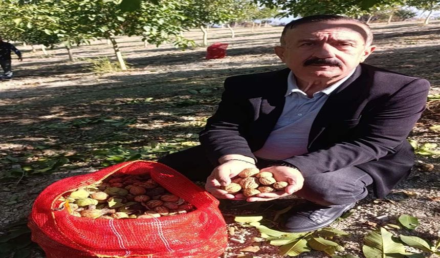 İnegöl'de ceviz hasadı başladı!
