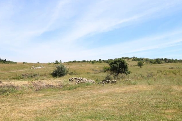 YAŞAM